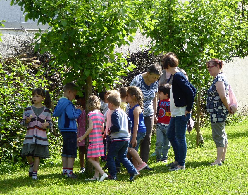 En recherche des insectes
